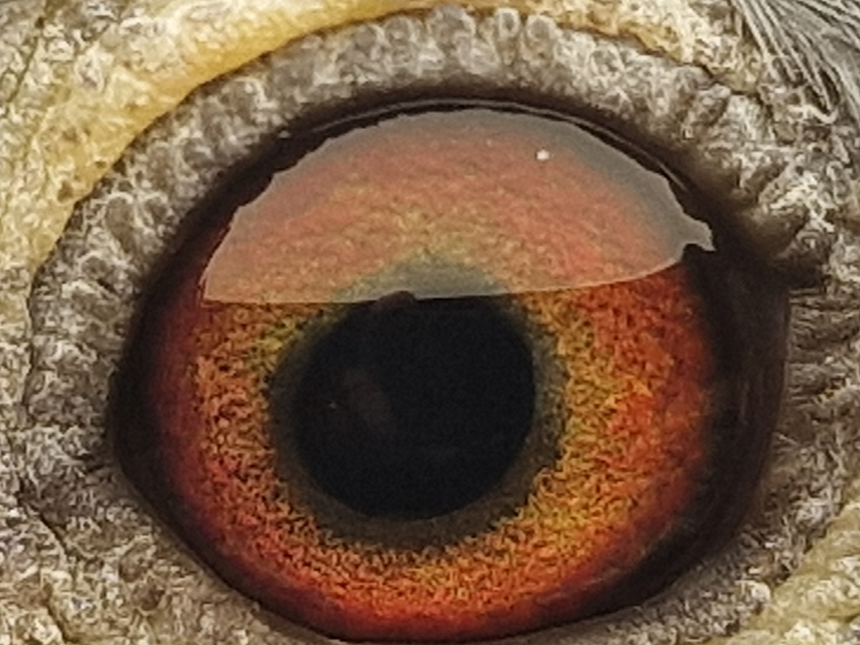 Pigeon eye